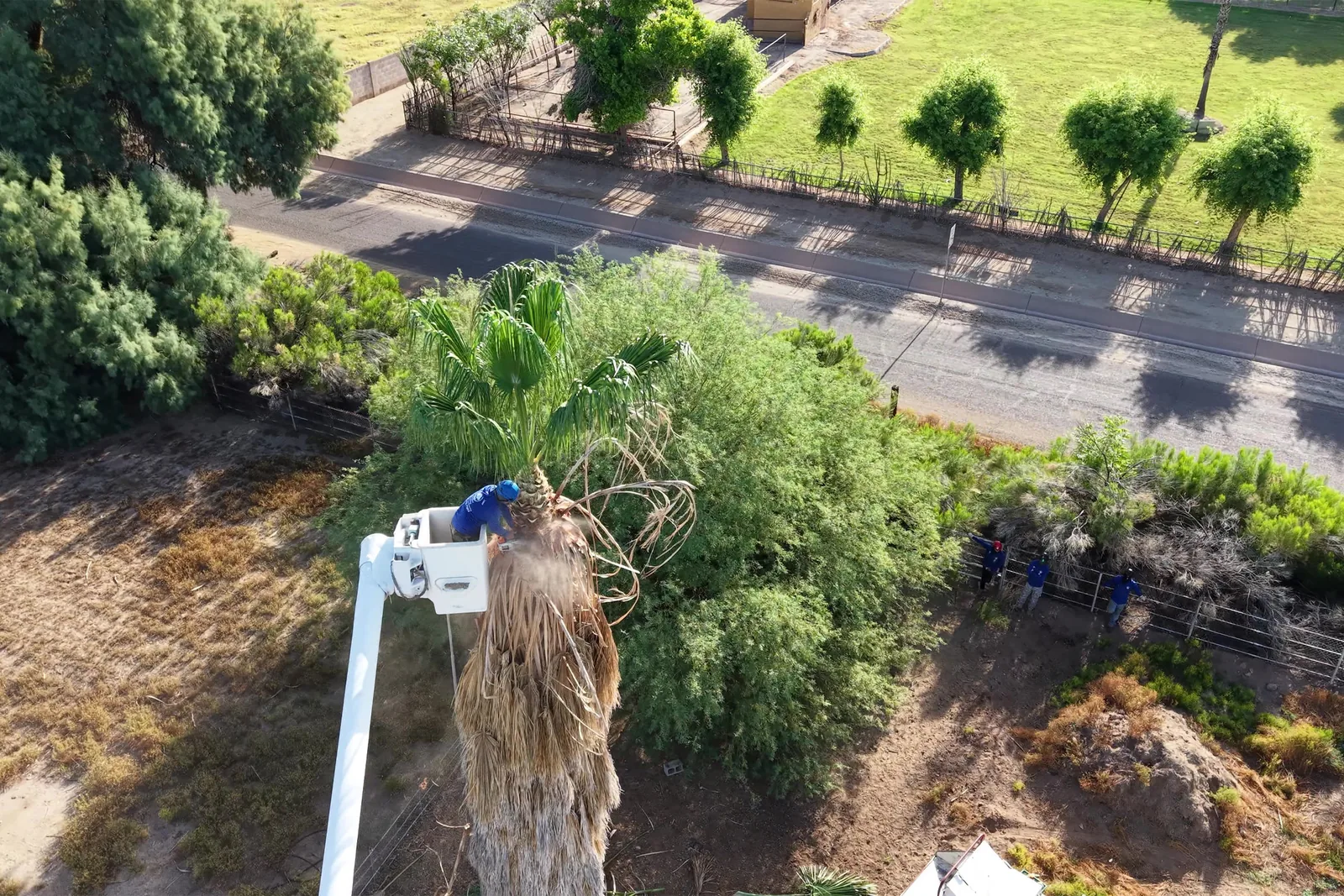 On-site estimate by an Arizona Tree Team arborist