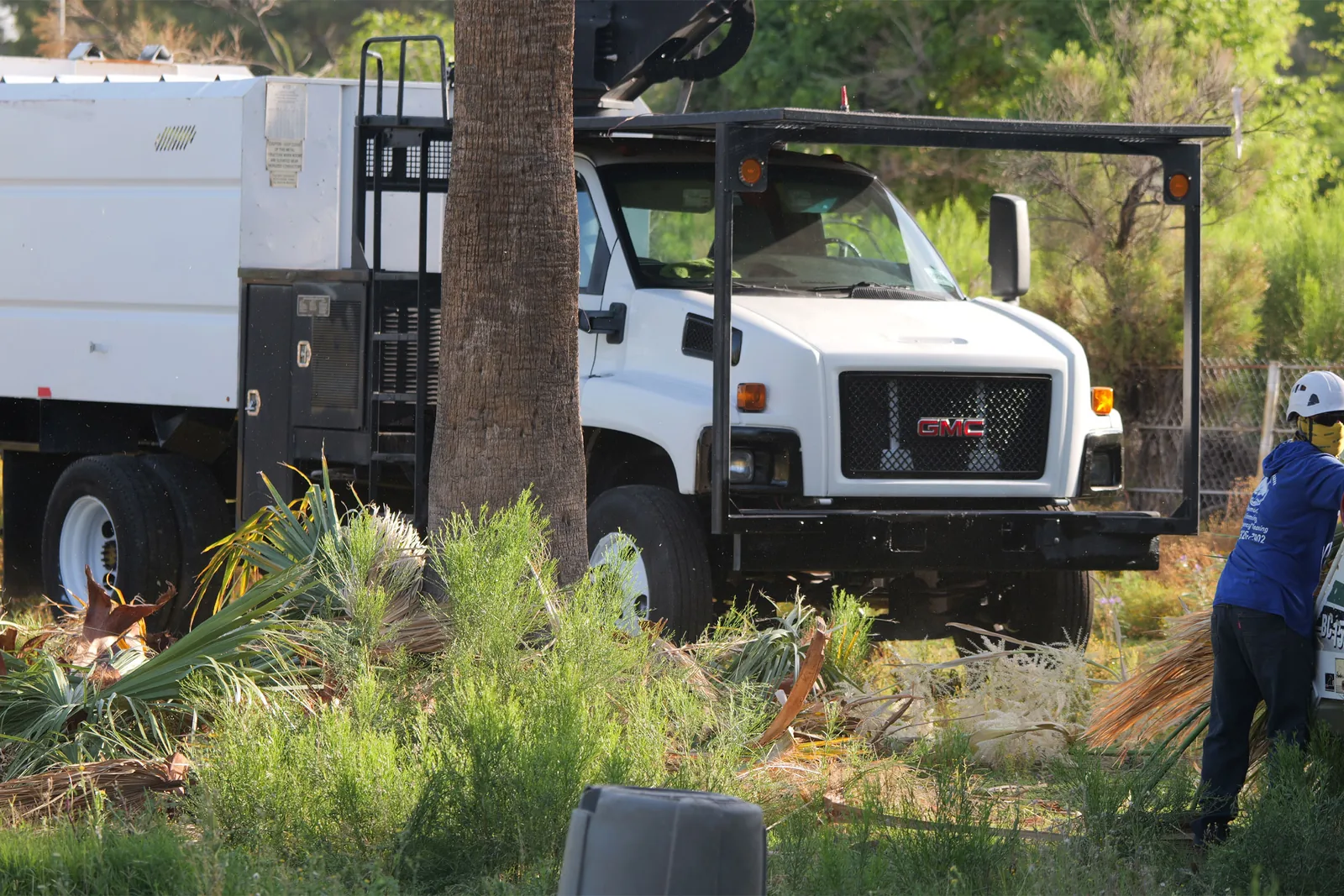 Established trees on a Phoenix Valley property