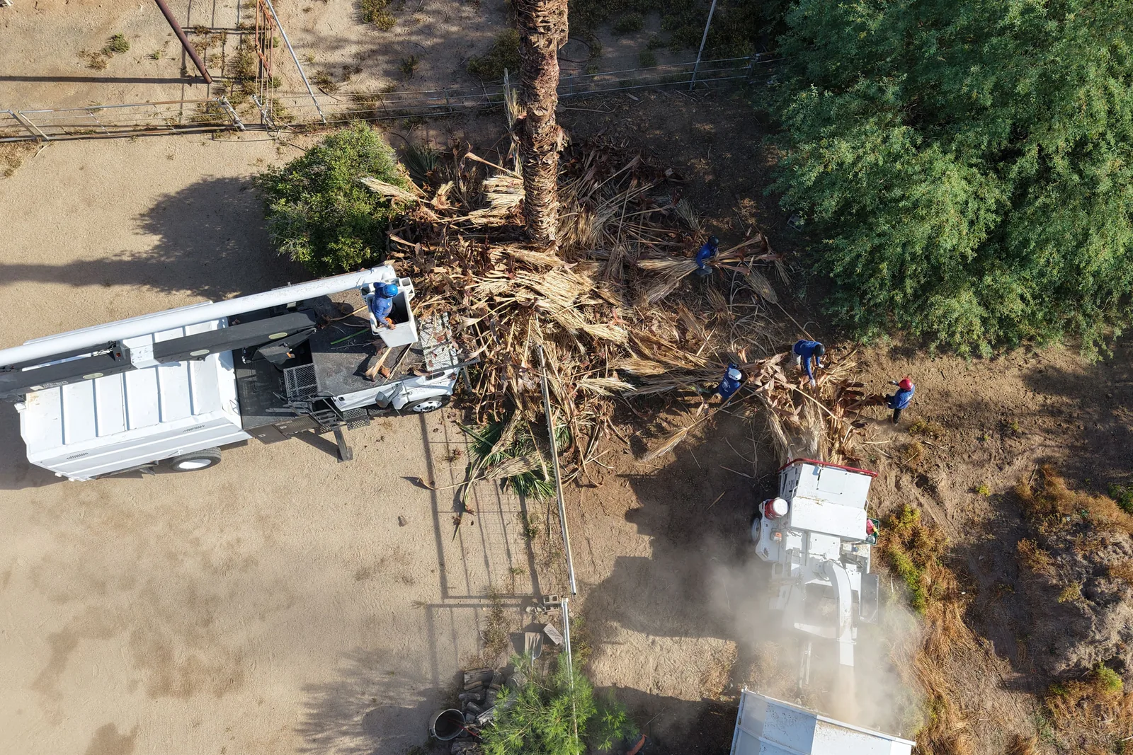 Arizona Tree Team equipment staged for a removal