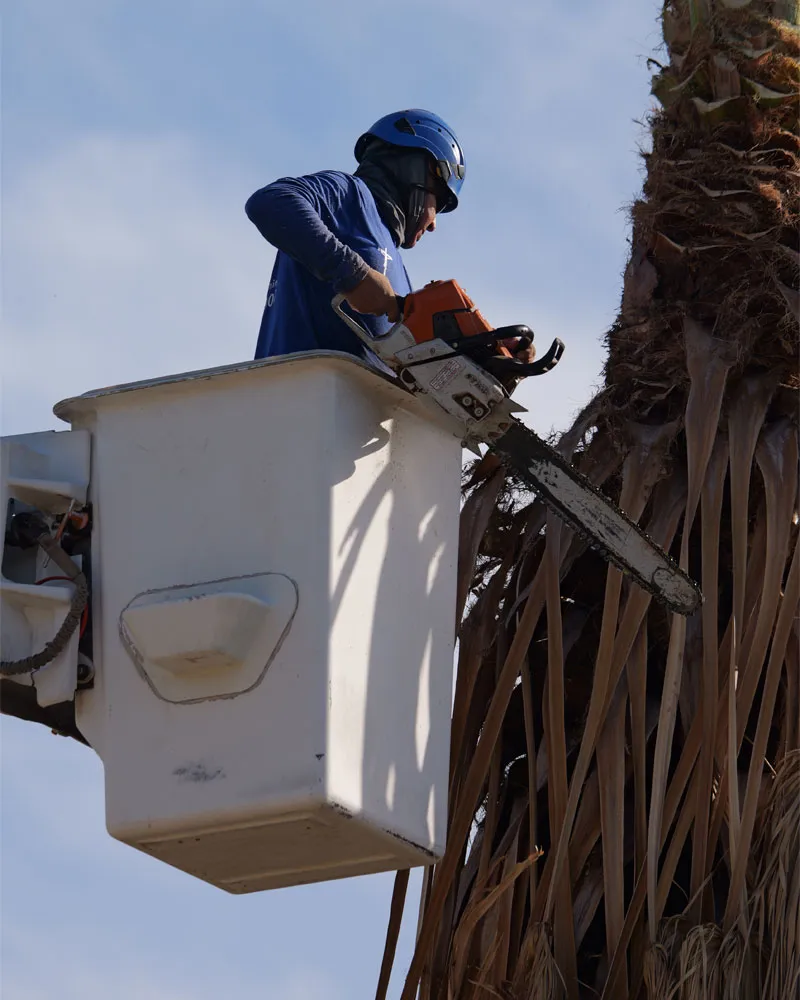 When to Trim Palm Trees in Phoenix: A Safe, Species-Aware Guide — Phoenix tree care guide