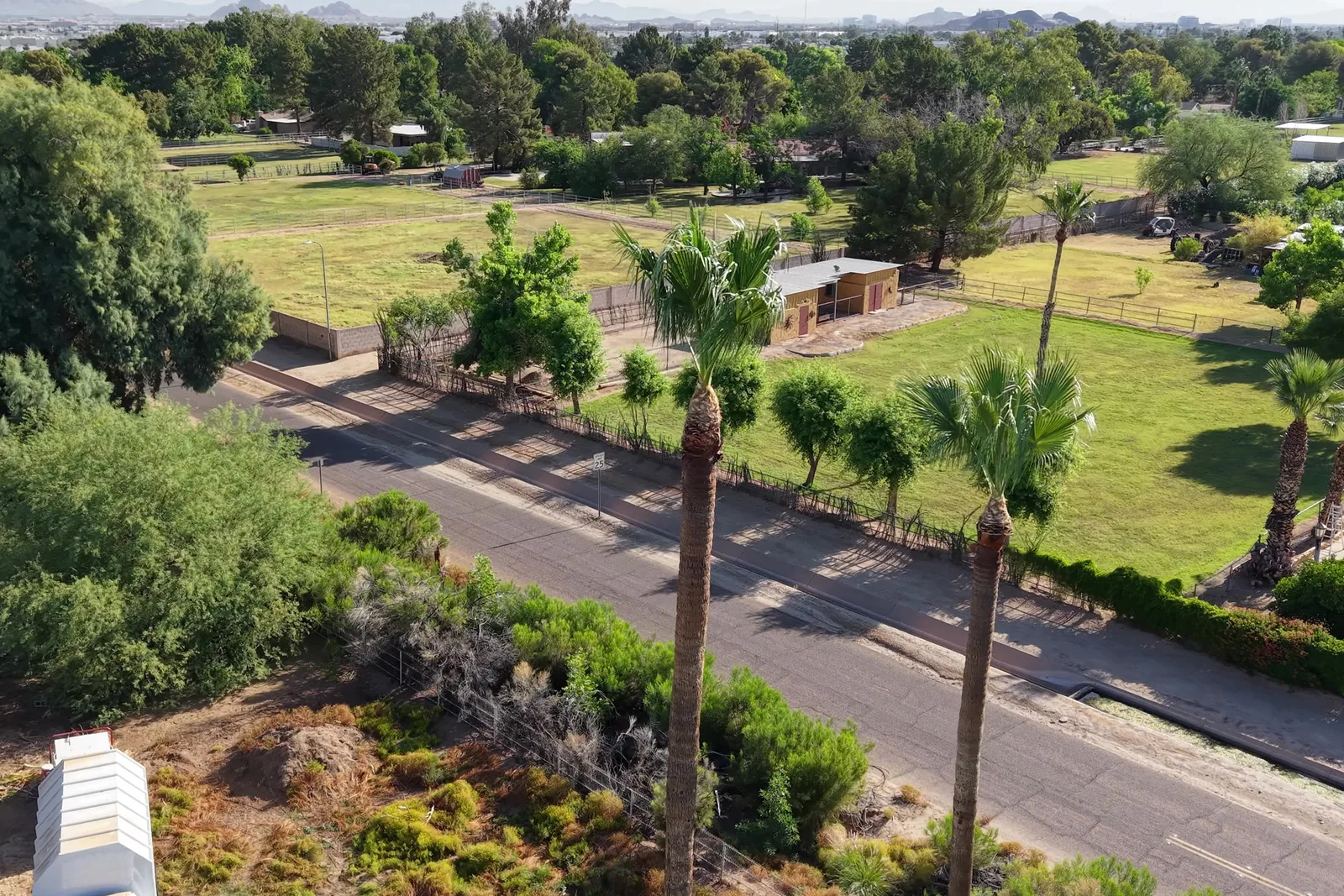 Healthy mature canopy maintained on a tree care plan
