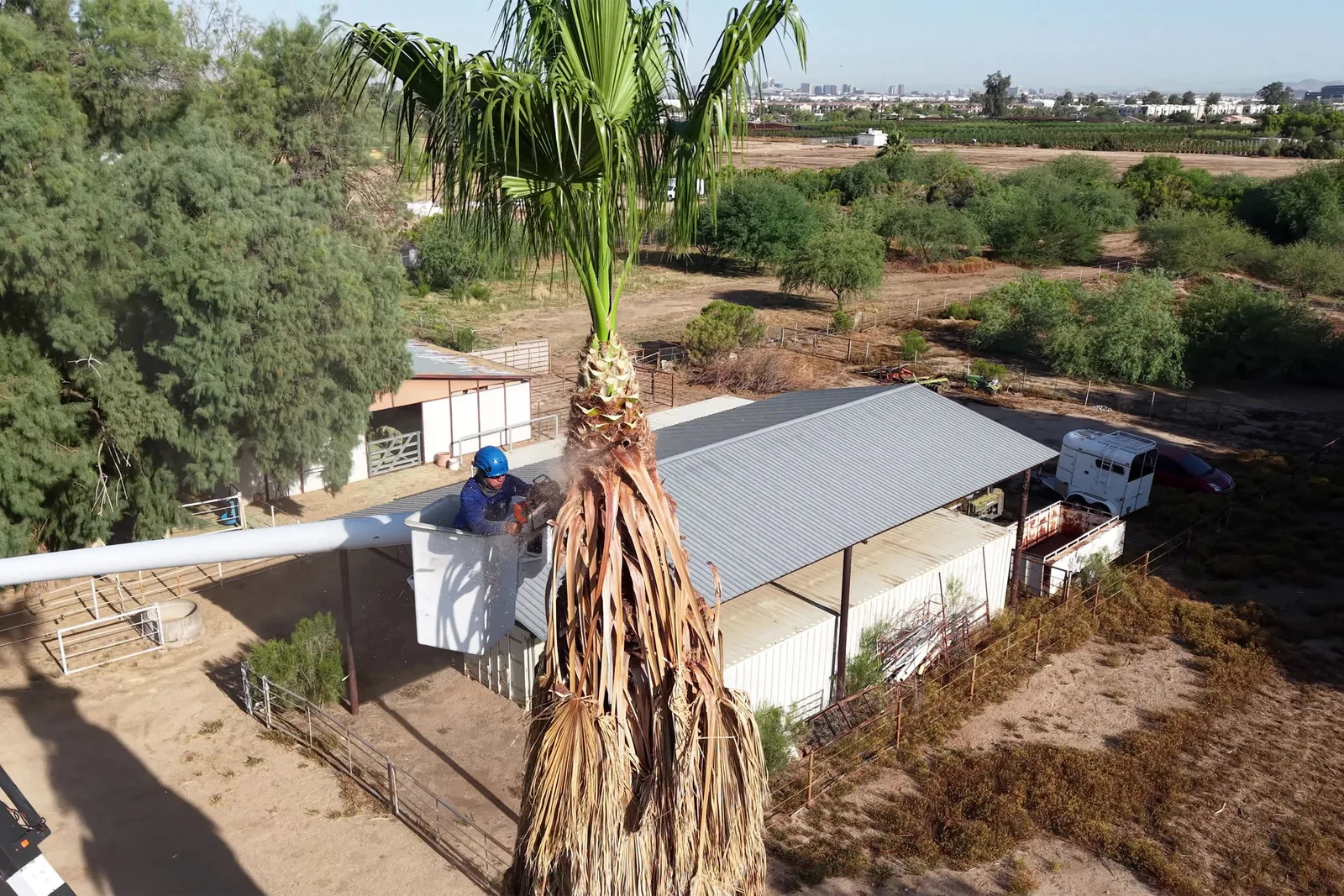 Finished tree care project at a Phoenix-area home