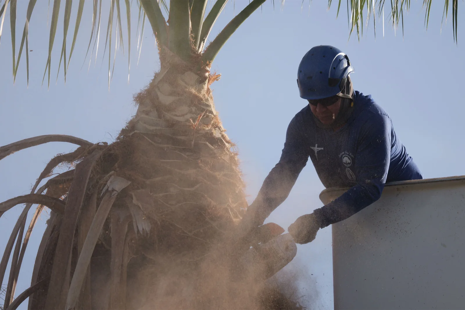 Full tree removal in progress in the Phoenix Valley