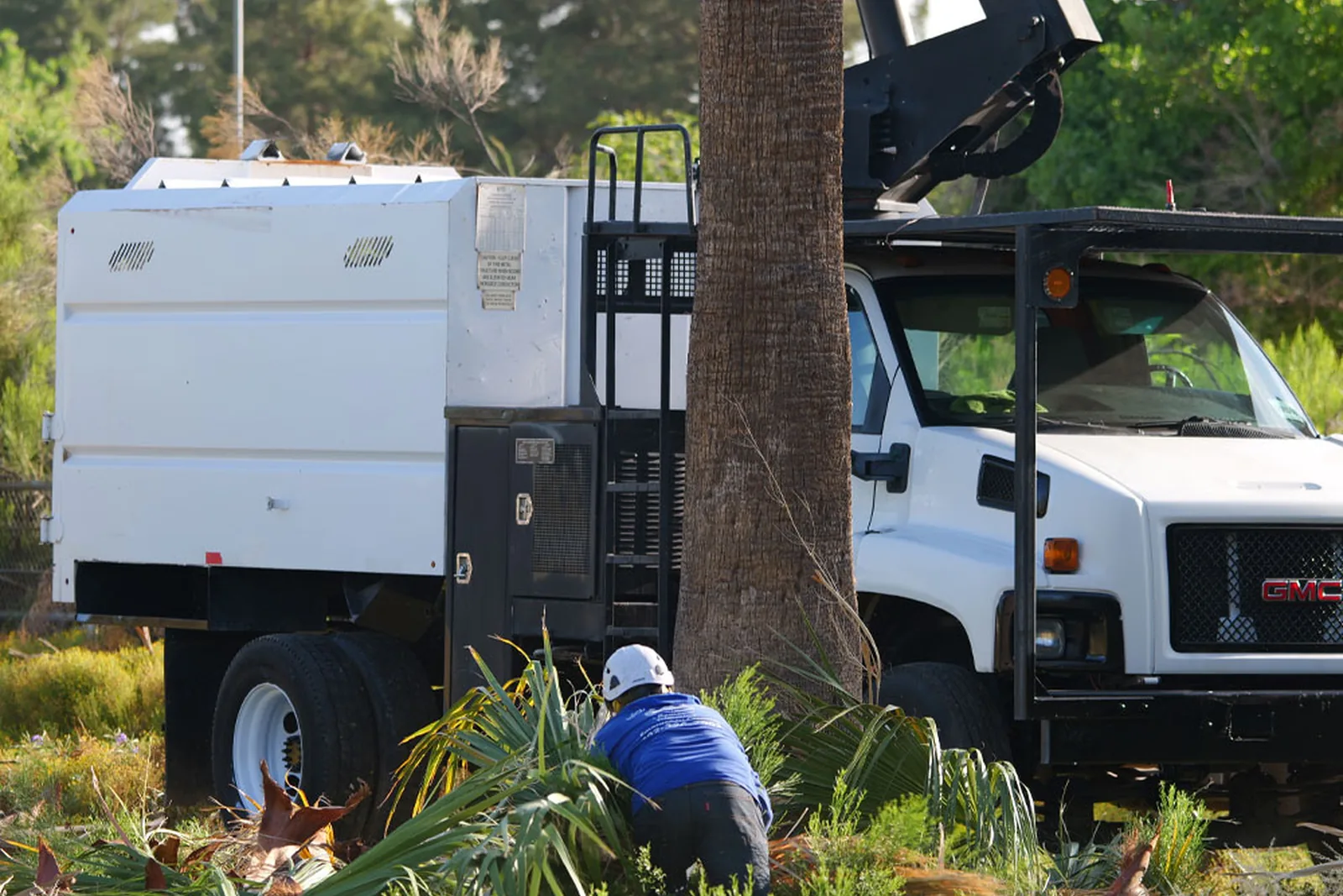 Structural tree pruning in a Phoenix backyard