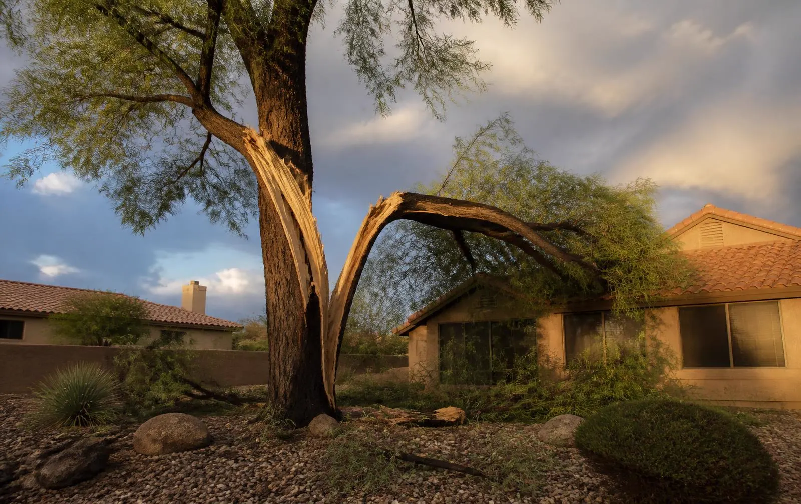 Storm-Damaged Tree in Phoenix? 7 Warning Signs After a Monsoon — Phoenix tree care guide