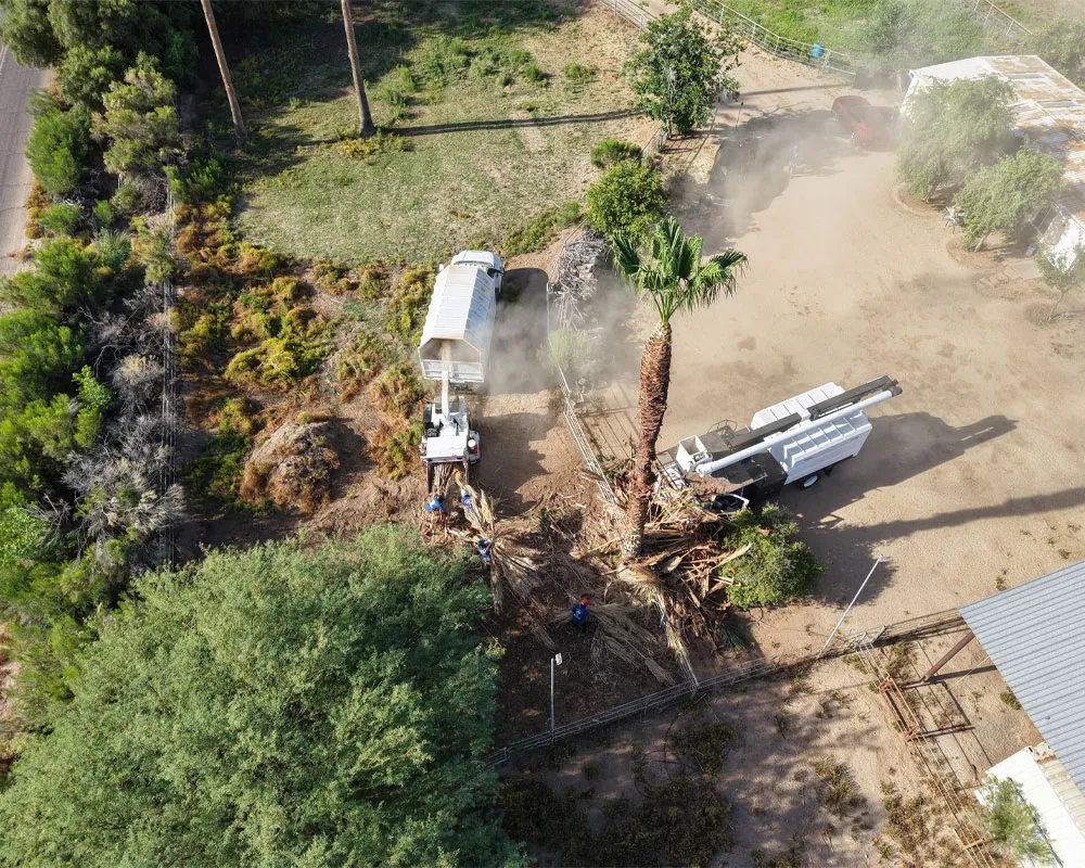 Stump Grinding in Phoenix, AZ — Arizona Tree Team