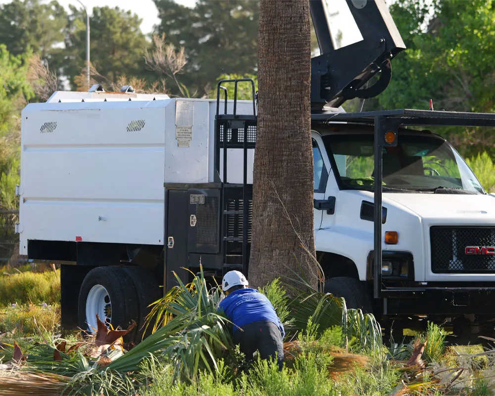 Tree Pruning in Phoenix, AZ — Arizona Tree Team