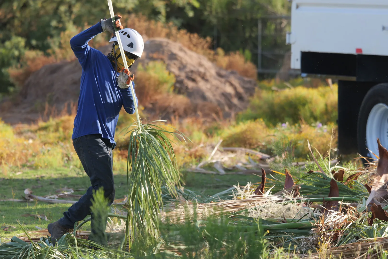 What Affects Tree Removal Cost in Phoenix? A Homeowner's Guide — storm-damaged tree inspection in Phoenix, Arizona