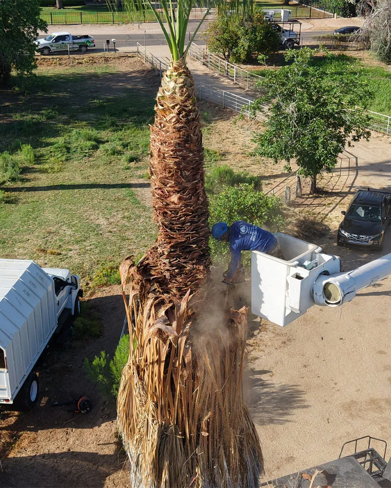 Tree Removal in Phoenix, AZ — Arizona Tree Team